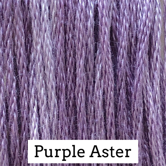 Purple Aster